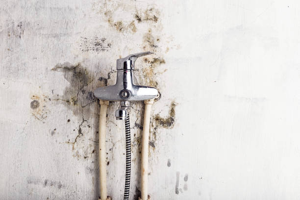 Professional Mold Removal in Little River Academy, TX