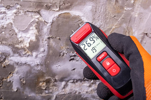 Best Professional Mold Removal  in Little River Academy, TX