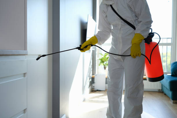 Best Attic Mold Removal  in Little River Academy, TX