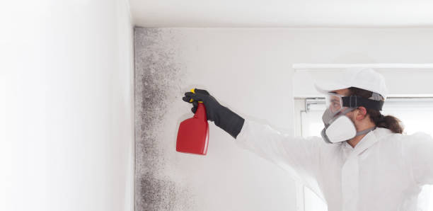 Best Mold Damage Repair  in Little River Academy, TX