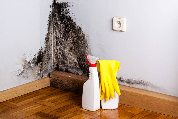 Best Residential Mold Removal  in Little River Academy, TX