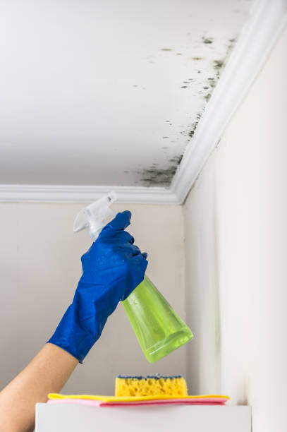 Attic Mold Removal in Little River Academy, TX
