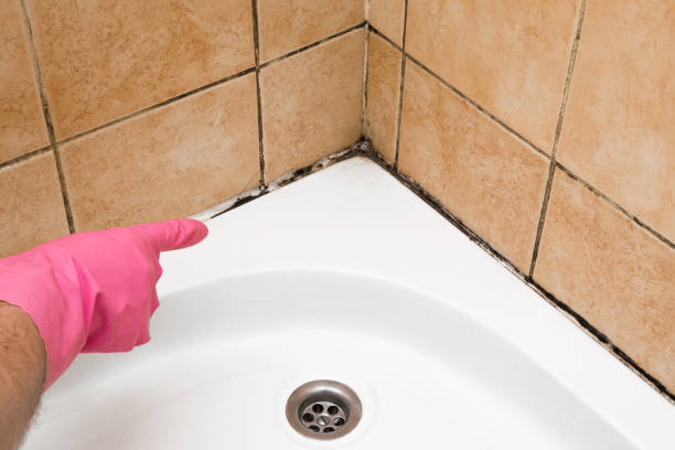 Professional Mold Removal in Little River Academy, TX